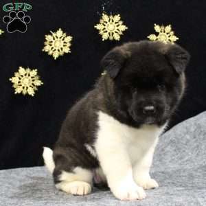 Sadie, Akita Puppy